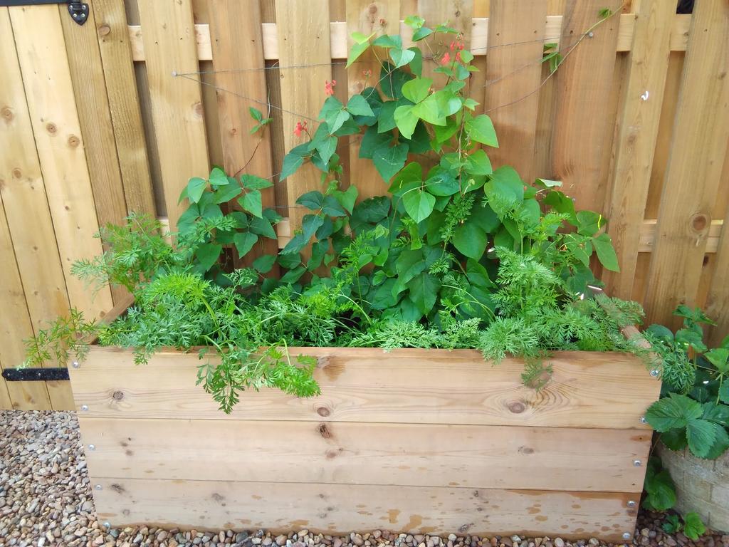 We love to grow our own fruit and veg.